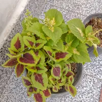 گل رو گرون نخر