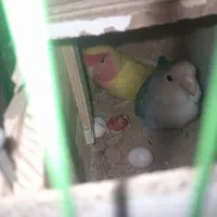طوطی بریزلی جفت