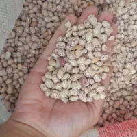لوبیا چیتی خوراکی