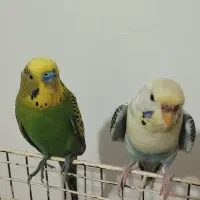 مرغ عشق پرنده نر و ماده