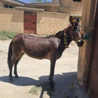 قاطر ماده درشت