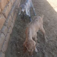 فروش کهره شیری