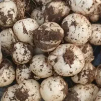 موسیر کوهی و ارگانیک تازه