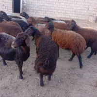 بره سالم و سرحال