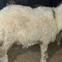 بره نر