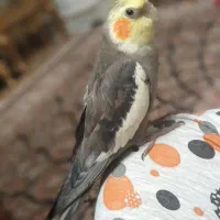 عروس هلندی نر سخنگو