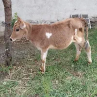 گوساله ماده فروشی