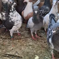 دورگ|پرنده|فولادشهر, مدیسه|دیوار