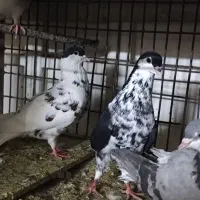 ۱۱عدا کفتر خوب همه رو هم دونه ۳۰۰