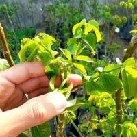 تولید کننده