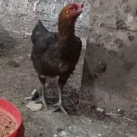 مرِ غ لاری