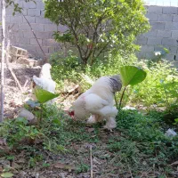 مرغو خروس برهما لایت