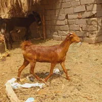 گیسه چاق زه نداده ۱۴ کیلو گوشت خالص
