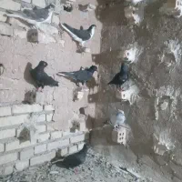 رنگی