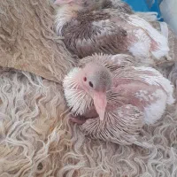 جوجه ساده سرخ