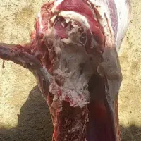 گوشت