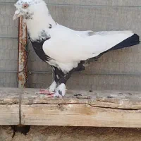 کفتر رنگه خوشگل