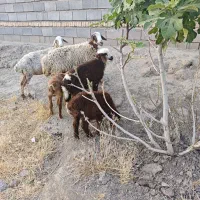 میش دوقلو