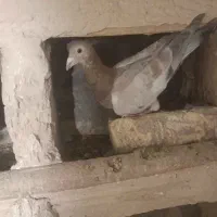 کبوتر نامور