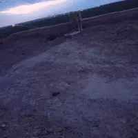 سگ گله ی دهپاک