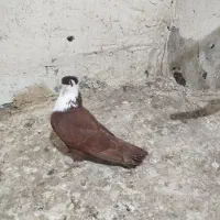 کفتر کرواتی سرخ ماده