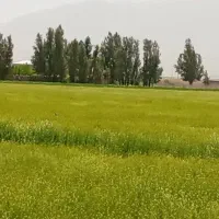خاکشیر‌اعلا‌سوپر‌صادراتی