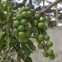 نهال بذر هسته فندق ماکادمیا مناسب کاشت گردو پالم