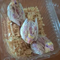 جوجه عروس هلندی سرلاکی