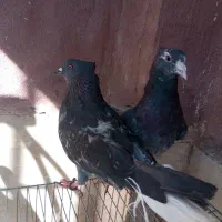 کفتردمسفیدبه شرط پرشت نروماده