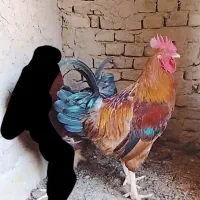 خروس ولایتی