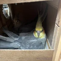 عروس هلندی مولد و جفت