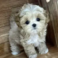 فول کیفیت با مدارک همه چیز تمام