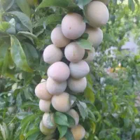 فروش آلو زرد