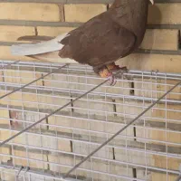 سرخ دم سفید