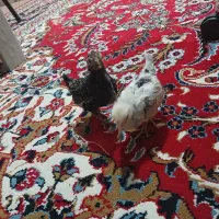 مرغ وخروس زینتی