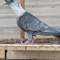 موشی نقره ای گرگاتی کاکلی طوق سفید