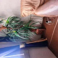 یوکا
