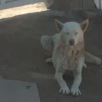 سگ هاسکی سفید برفی.