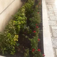 باغبانی گل کاری درخت کاری علف کشی درتمام نقاط