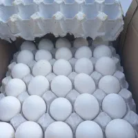 کارتنی 1800 شش شانه شانه ای 300