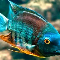 فروش انواع ماهیان زینتی مولد