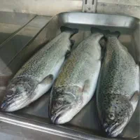 ۵ تن قزل آلا طارم