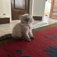 بچه گربه‌‌ی نر|گربه|تهران, درب دوم|دیوار