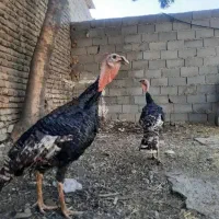 بوقلمون نر و ماده