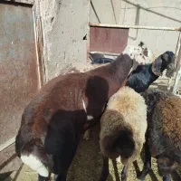 شیشک درجه یک به ضمانت