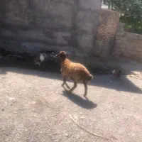 بره ماده داشتی درجه یک