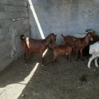 بز زاییده پاکستانی