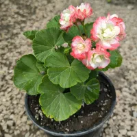 گلخونه شمعدونی اژدر کاغذی بنفشه رز یاس کوکب