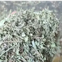 کاکوتی الگ شده