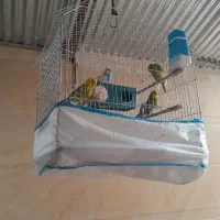 مرغ عشق